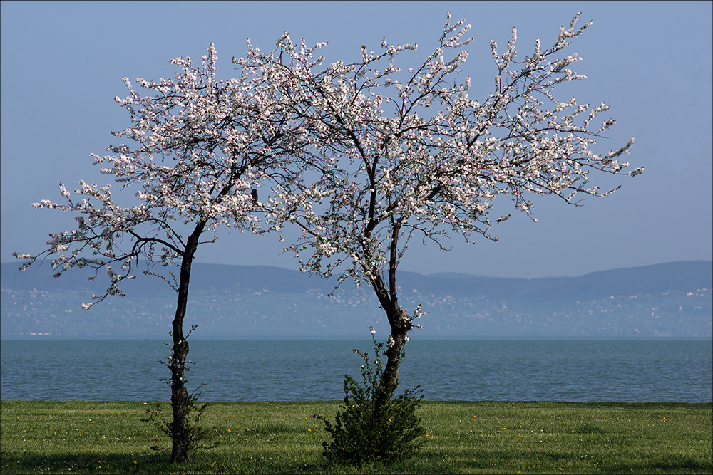 TAVASZ A BALATONON