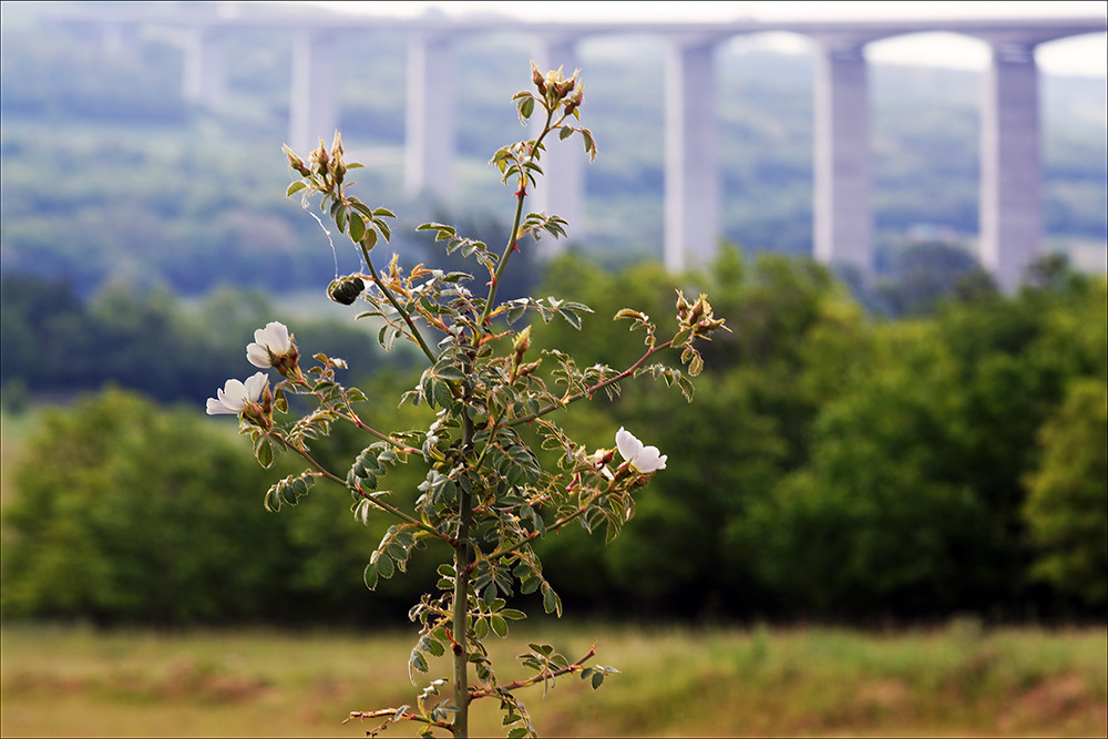 VADRÓZSÁS VIADUKT