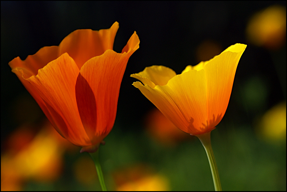 Kaliforniai tulipán