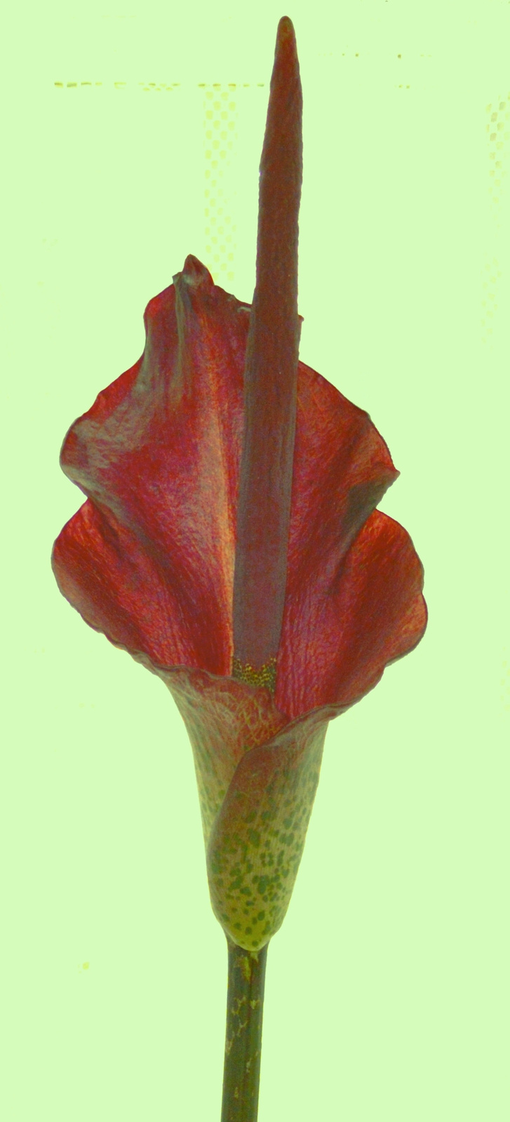 Másolat - Csodagumó virága