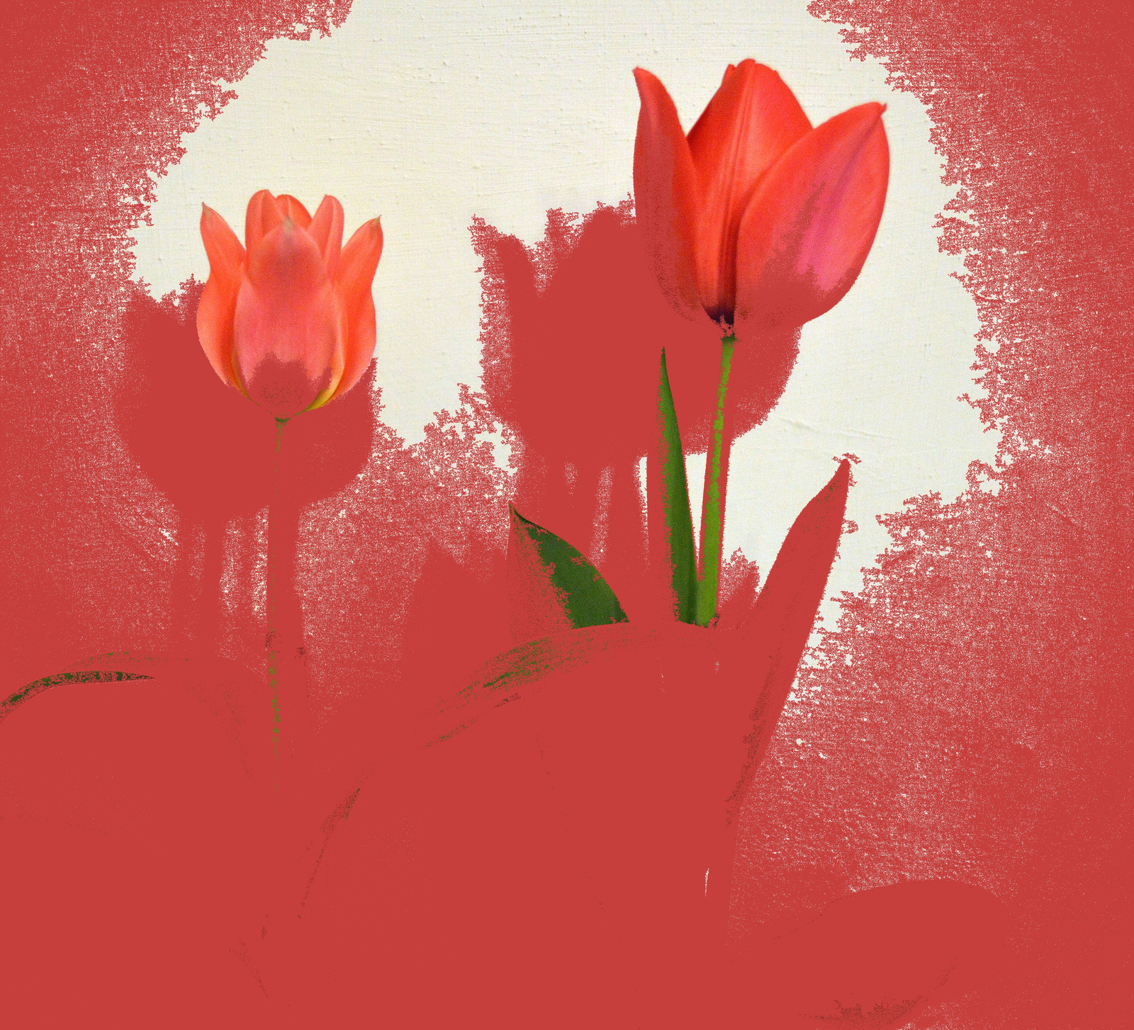 Manipulált tulipánok