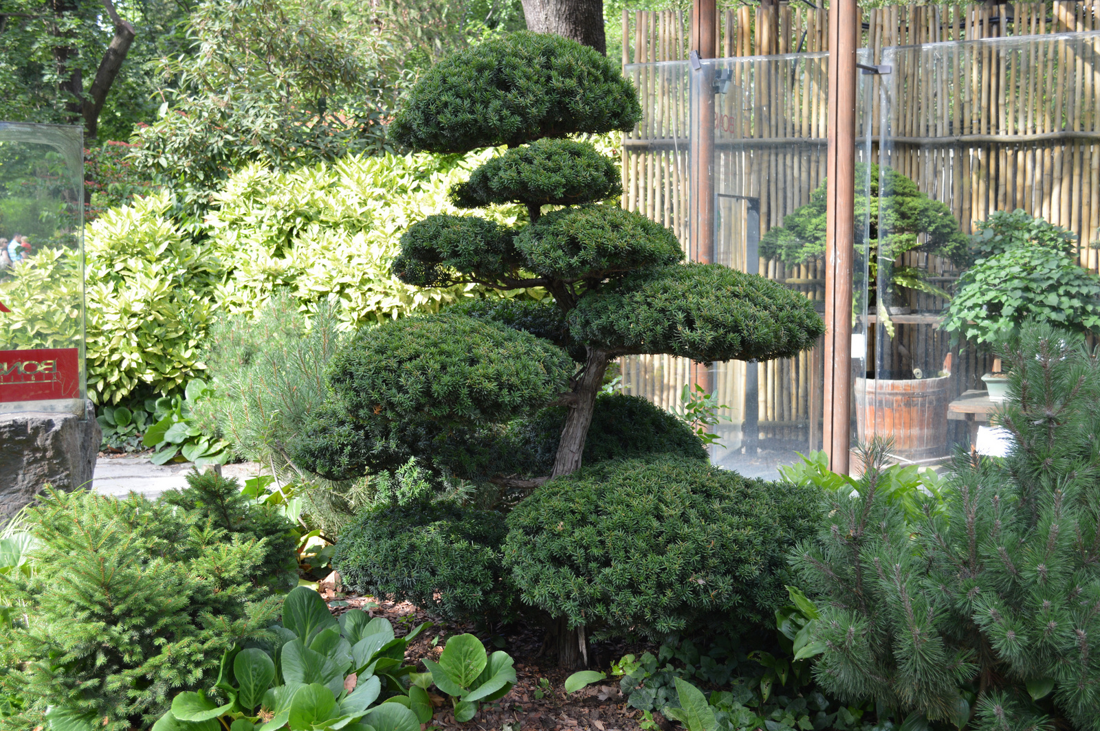 Bonsai fák az állatkertben
