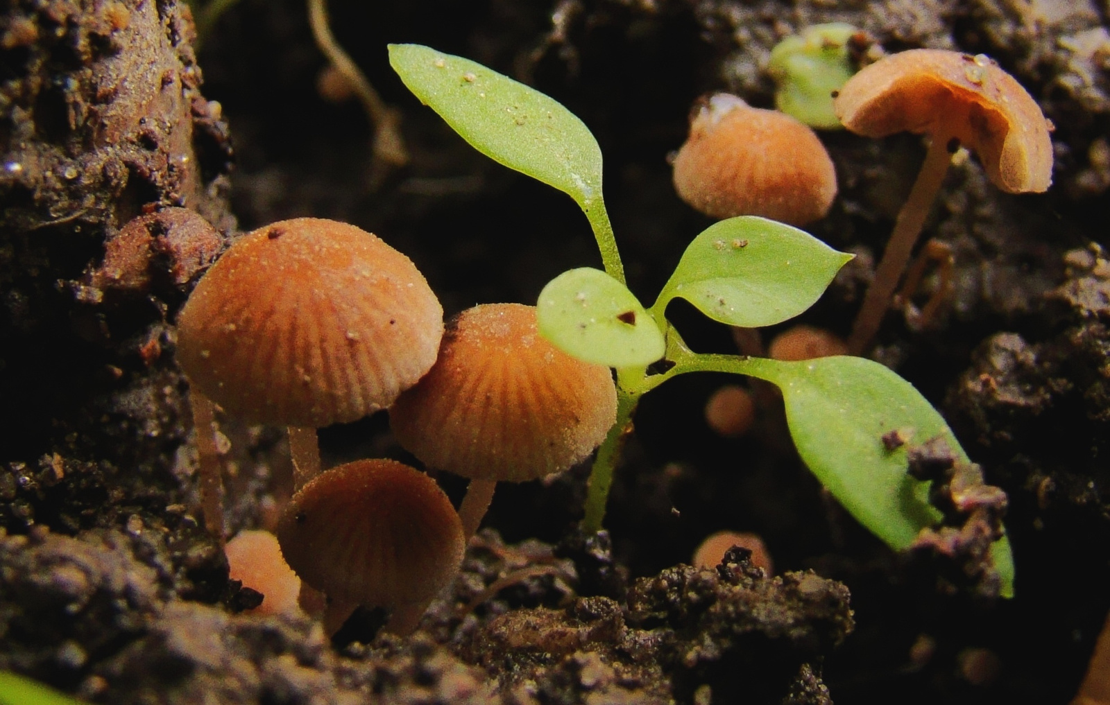 Amikor a gombák nem nőnek az égig