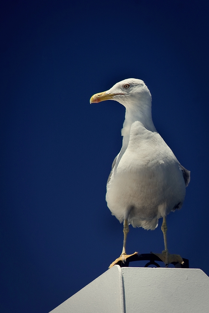 Sirály profil