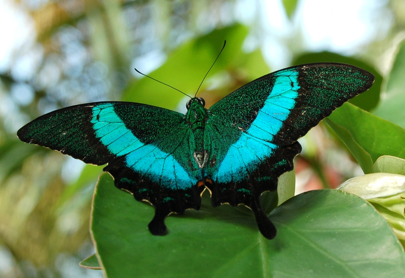 Fecskefarku smaragdszinu Papilio plinurus 4