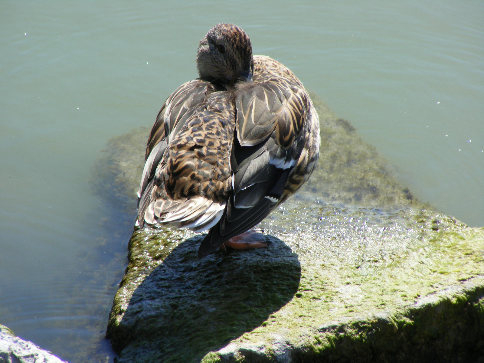 2008 Balatonlelle