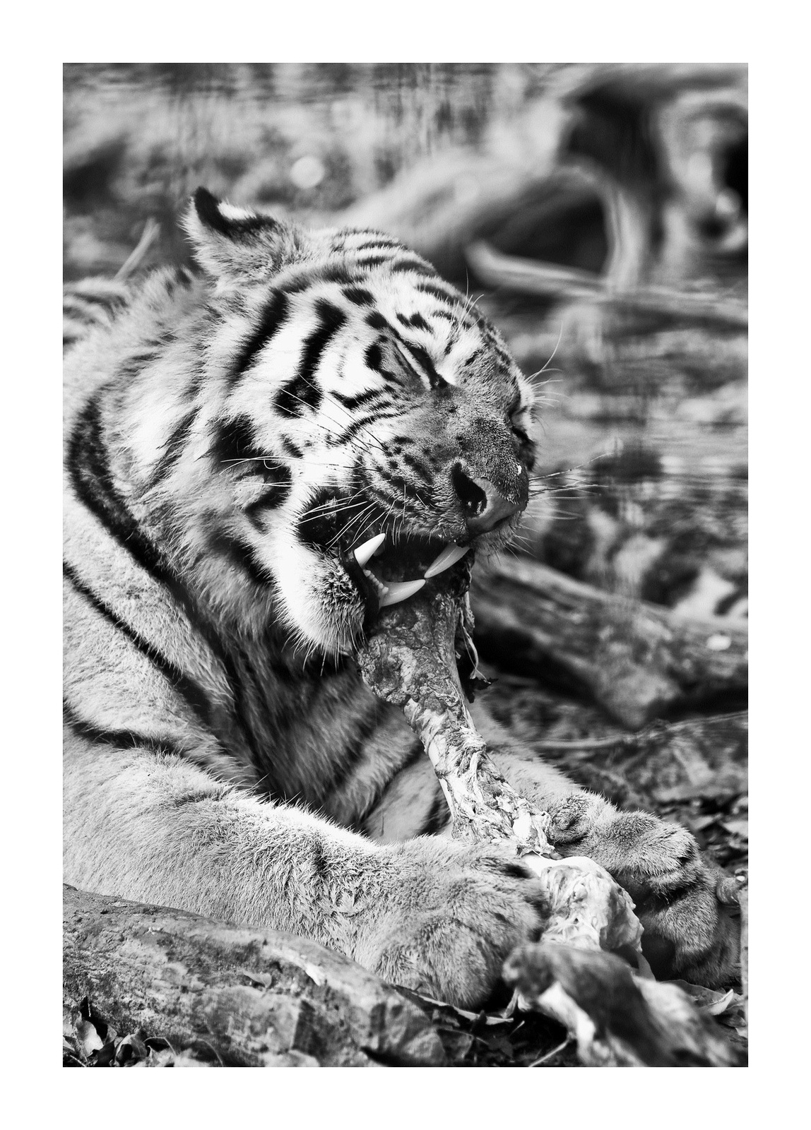 Tigris ebéd