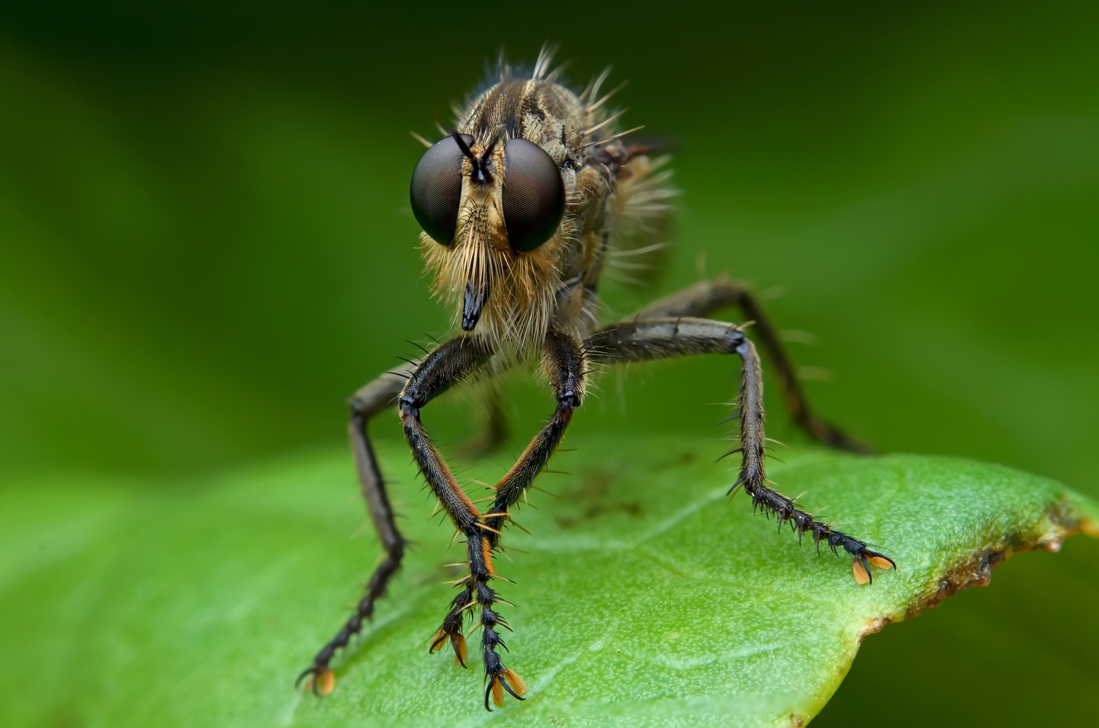 Robber(Eutolmus rufibarbis???)