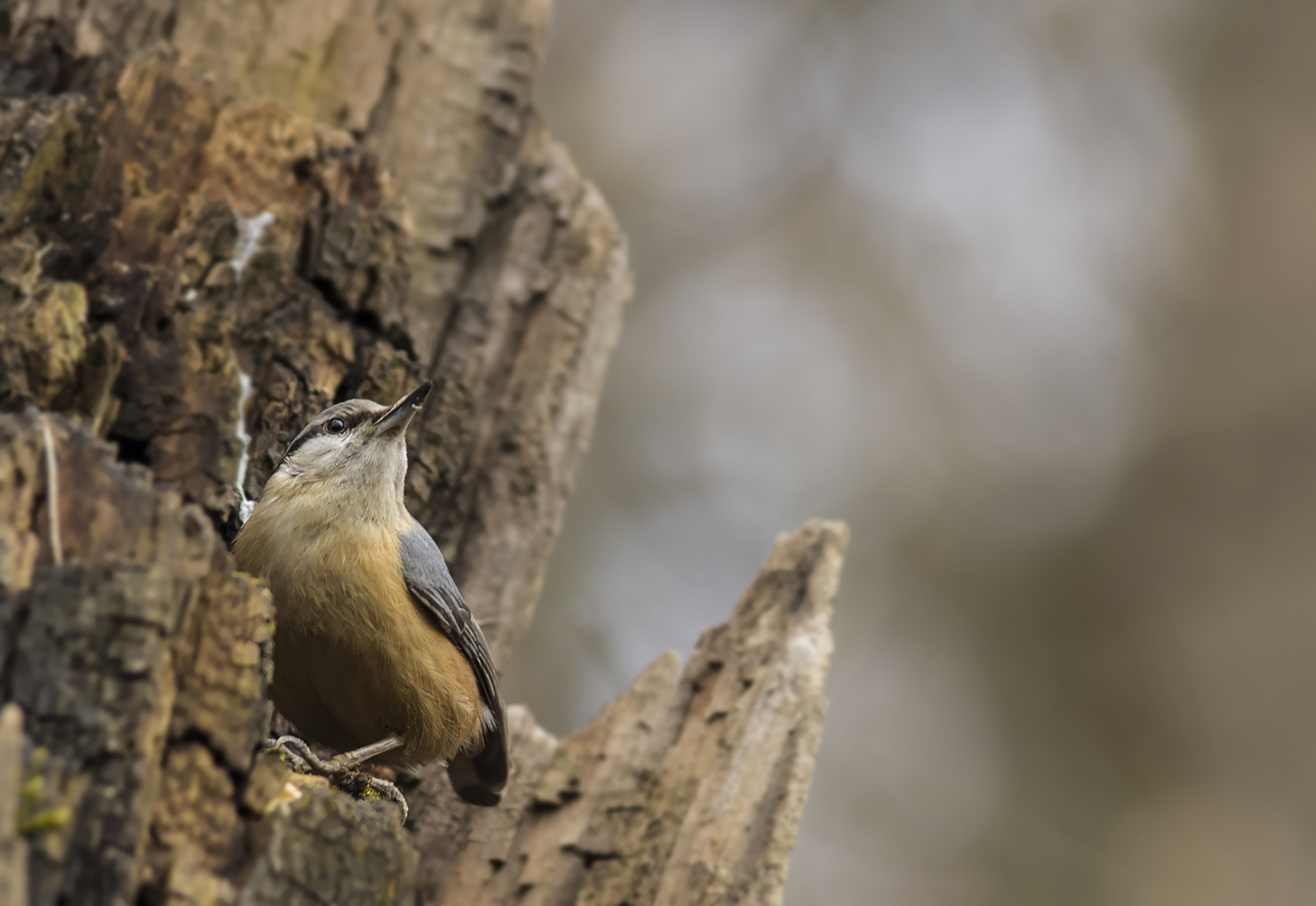 Sitta europaea caesia