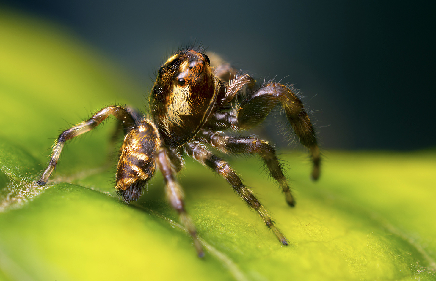 Macaroeris nidicolens male