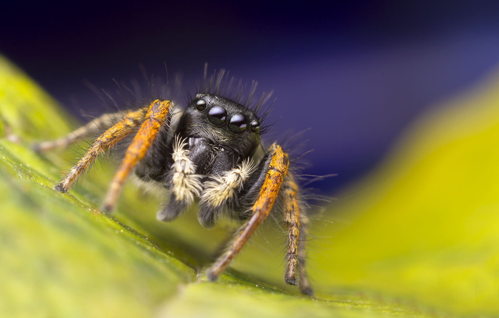 Philaeus chrysops