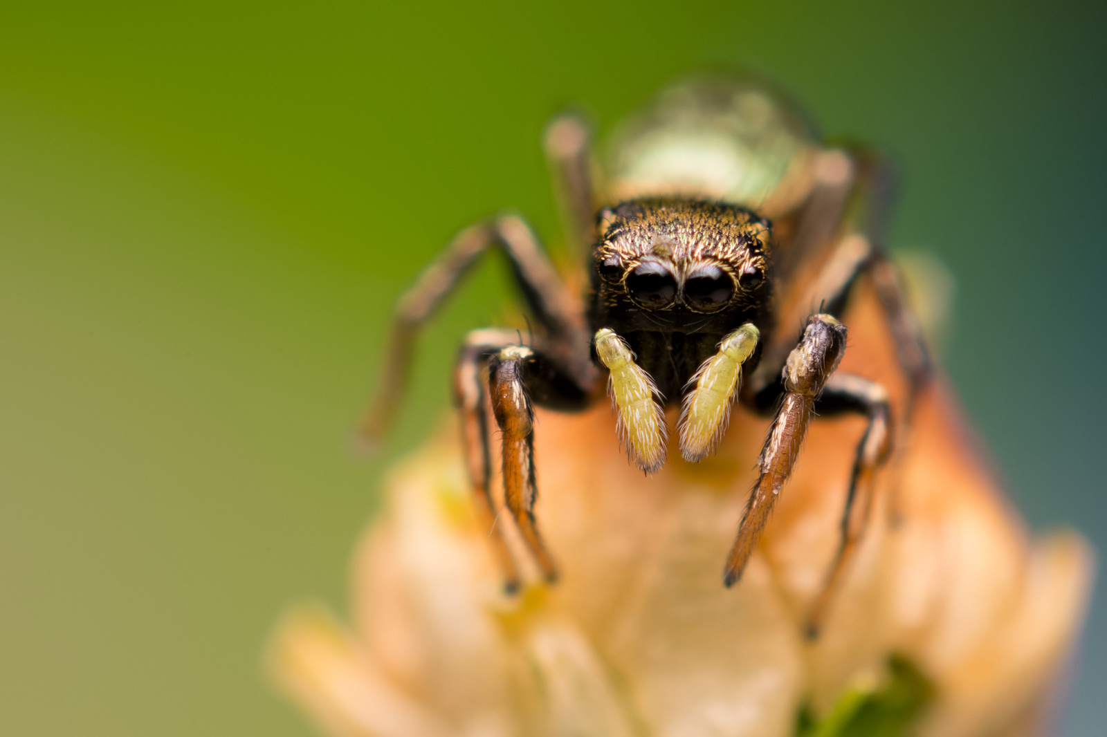 Heliophanus auratus