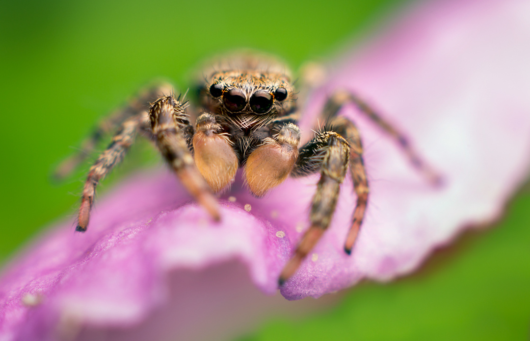 Marpissa muscosa male