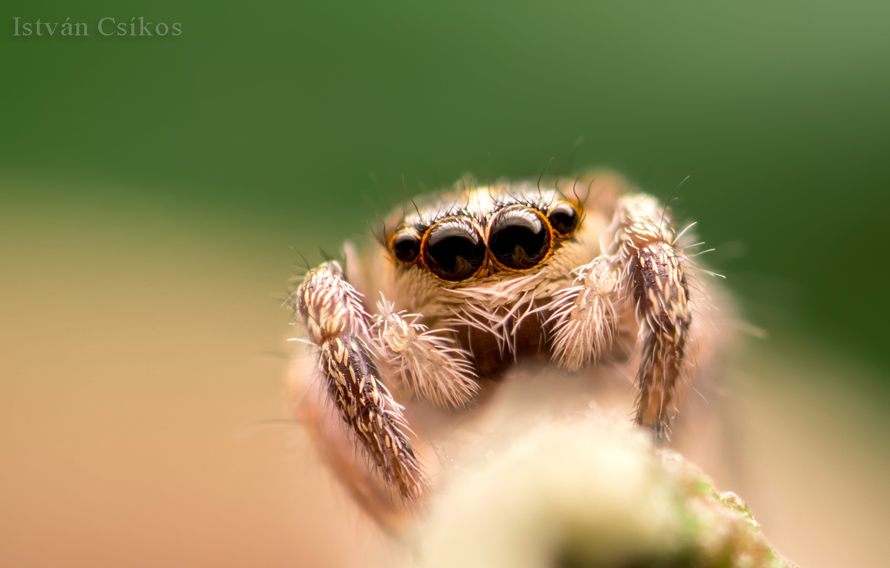 Pellenes nigrociliatus female