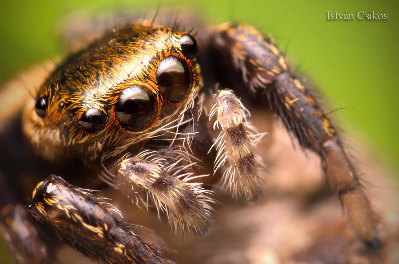 Evarcha falcata female