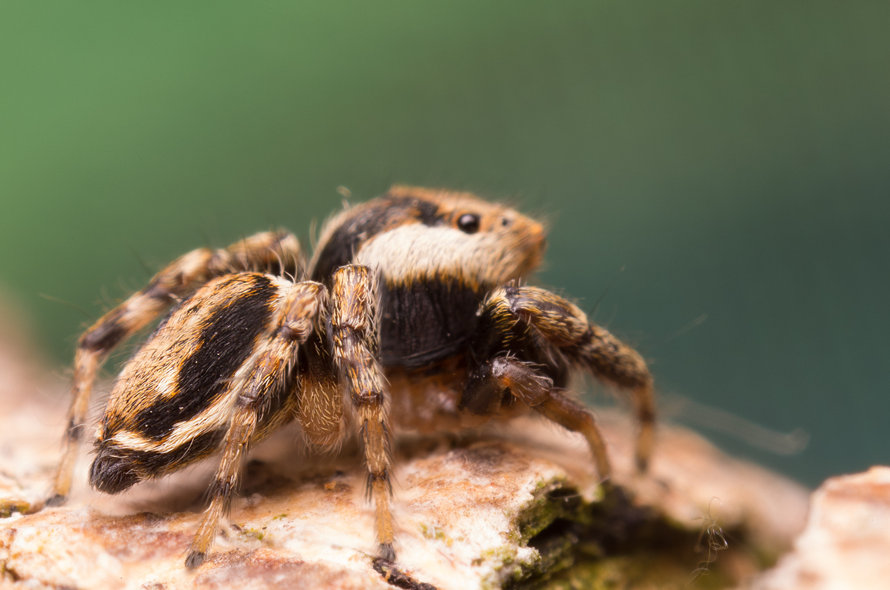 Evarcha falcata male