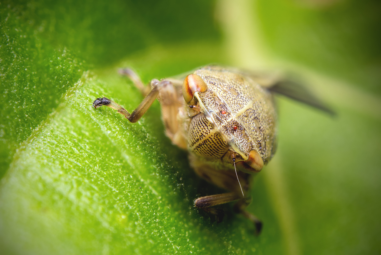 Leafhopper