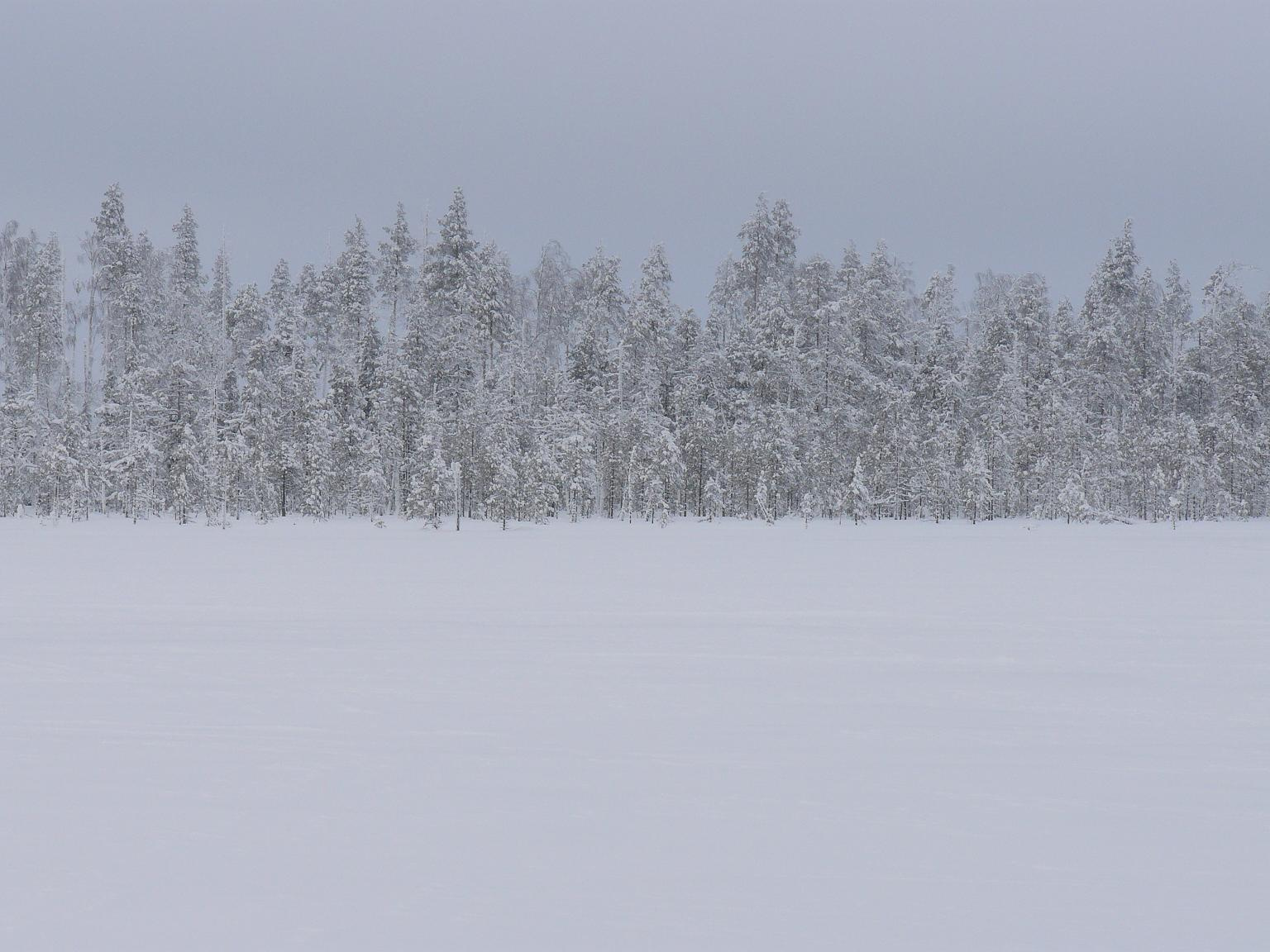 Rovaniemi-husky safari1