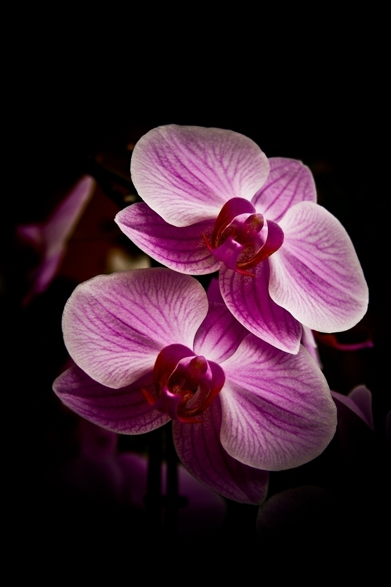 Orchideák...