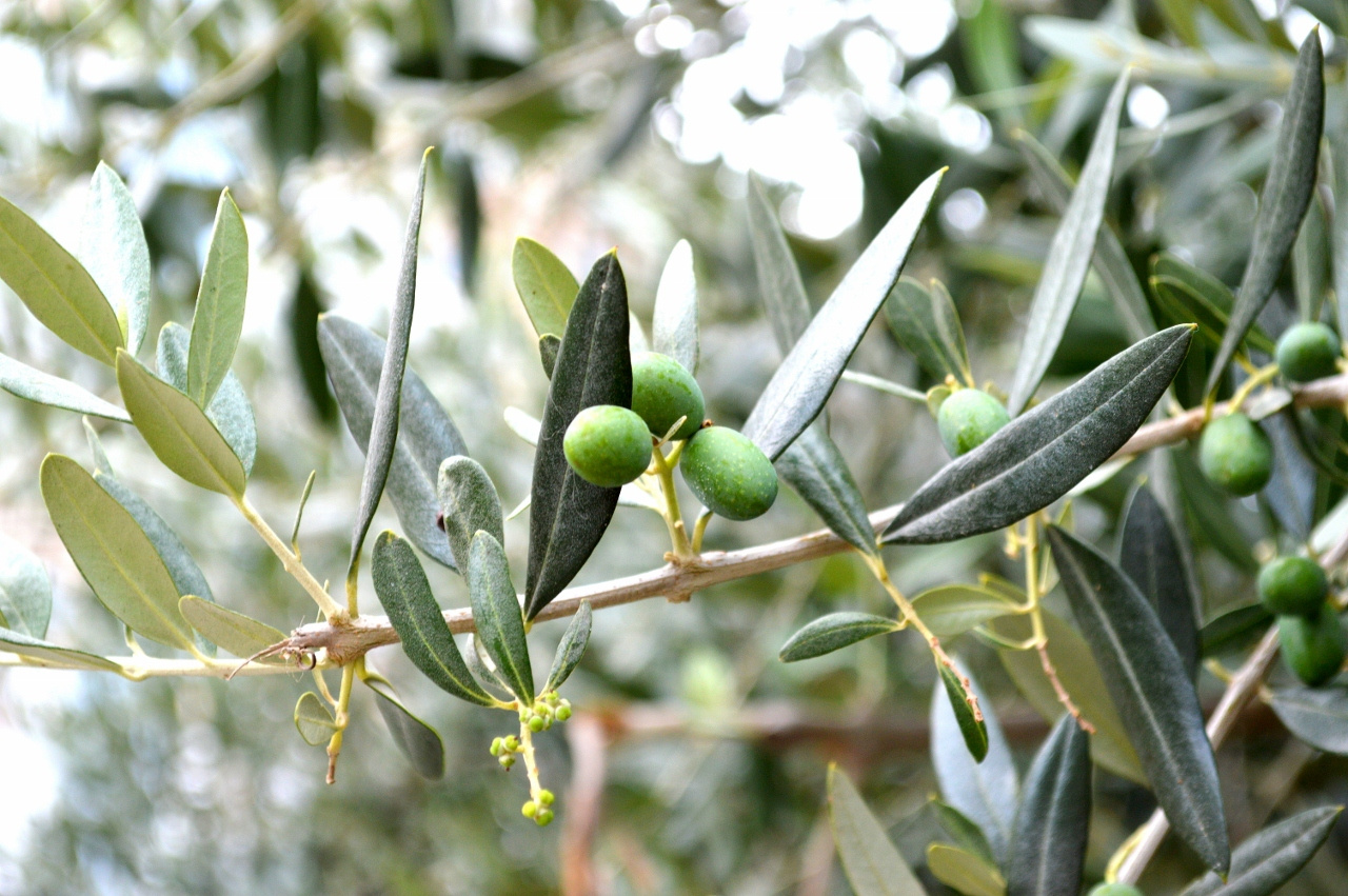 Olíva