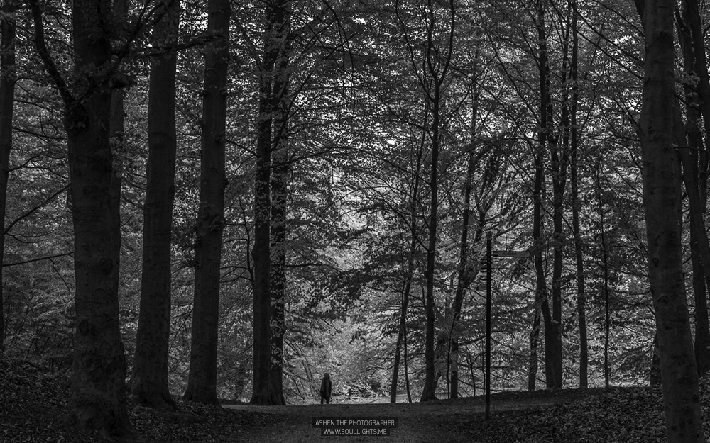 Egyedül az erdőben