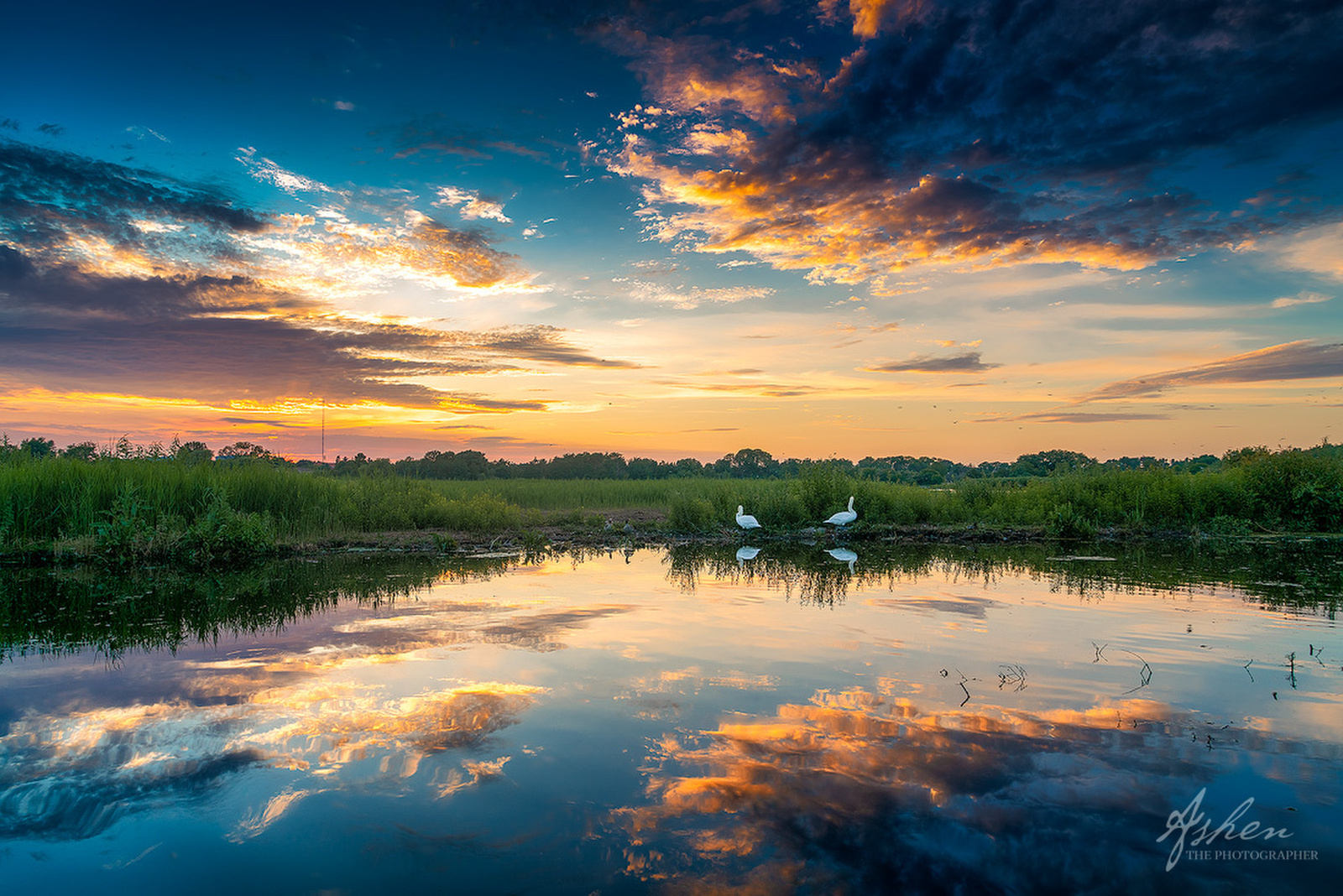 Lake, Sunset, Swans