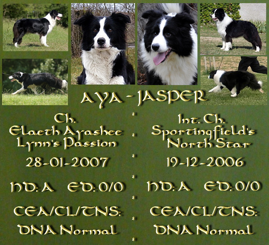 aya jasper data