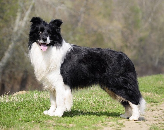 [Breeds] What to expect from a border collie? : r/dogs