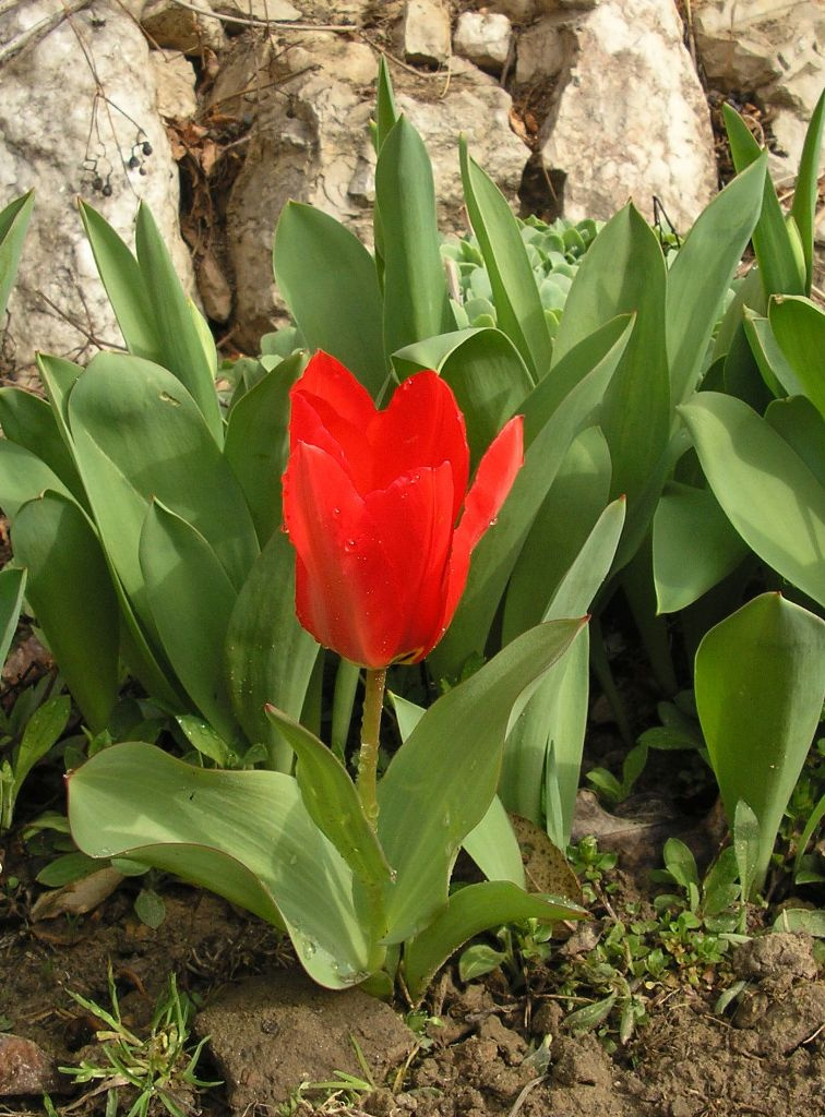Tulipiros