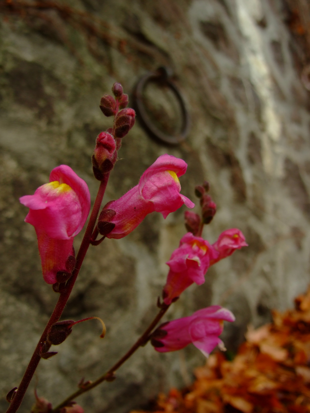 flowers in december