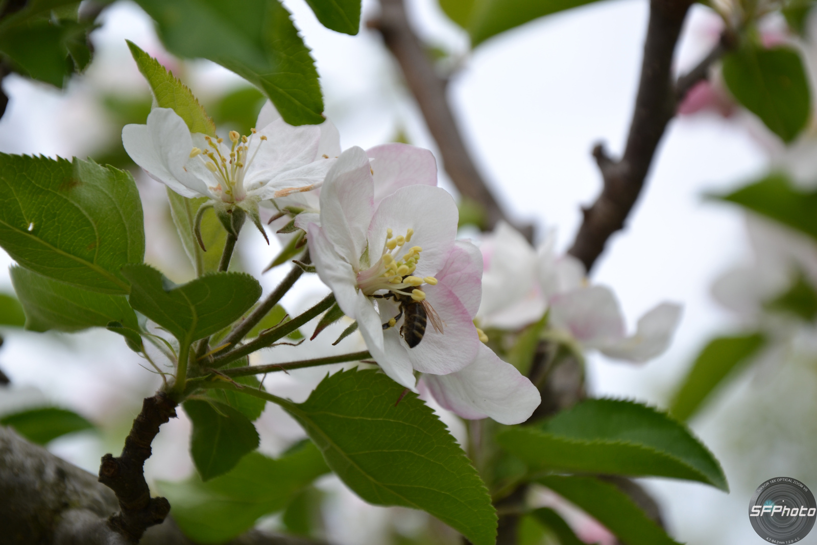 Bujkáló méhecske az almafán