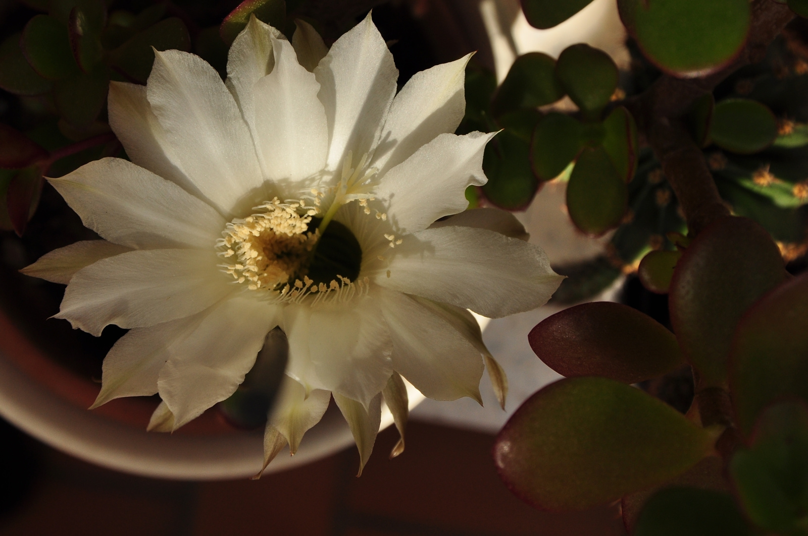 Parasztkaktusz / Echinopsis eyriesii