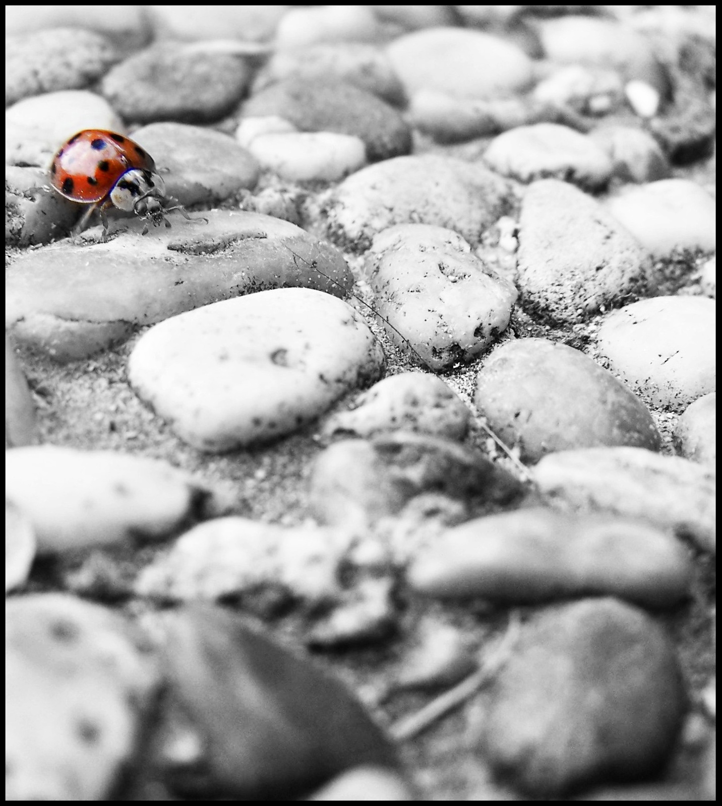 ladybugs are everywhere..