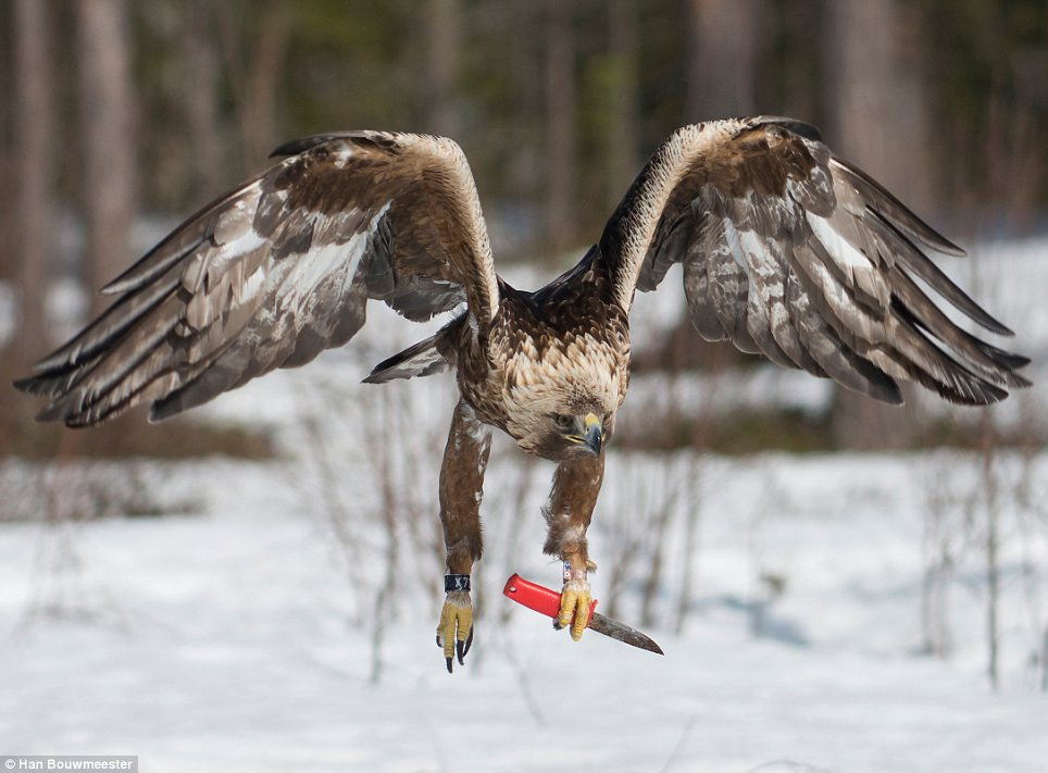 eagle with knife 2