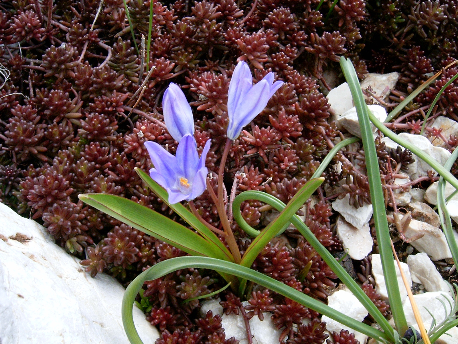 virágok az otthoni sziklakertben, SzG3