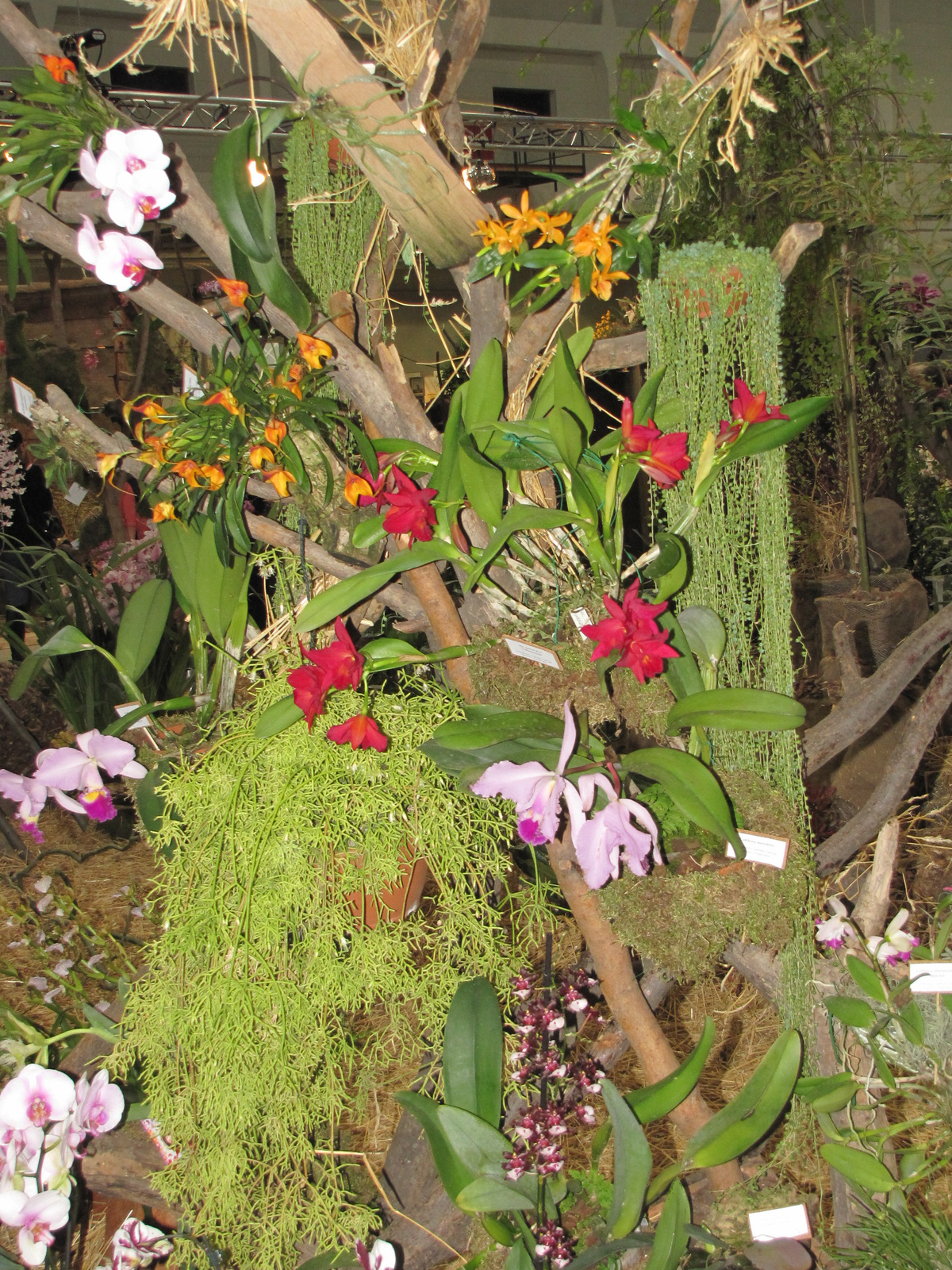 Budapest, orchidea kiállítás a SYMA csarnokban, 2010. 04. 14. Sz