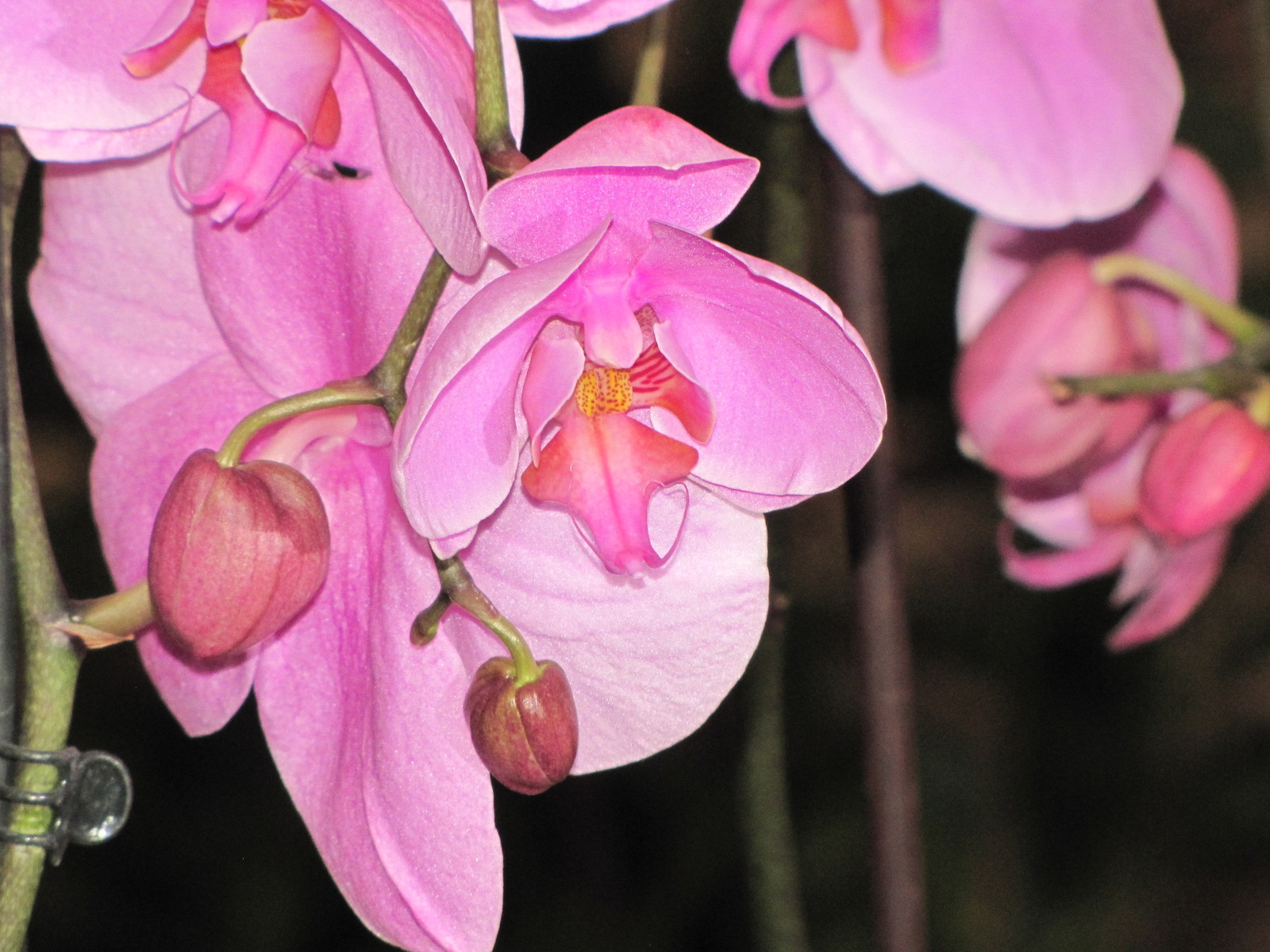 Budapest, orchidea kiállítás a SYMA csarnokban, 2010. 04. 14. Sz