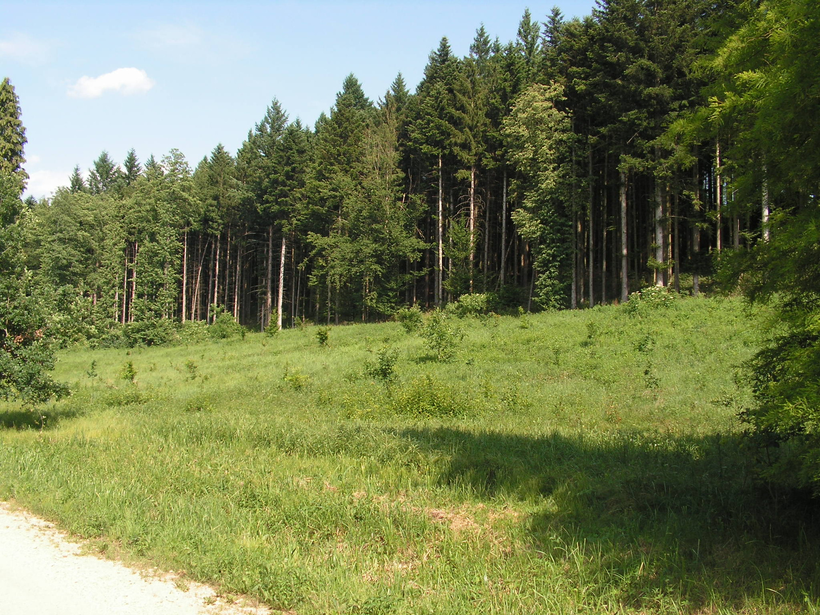 Felsőmarác, Himfai tó és parkerdő, SzG3