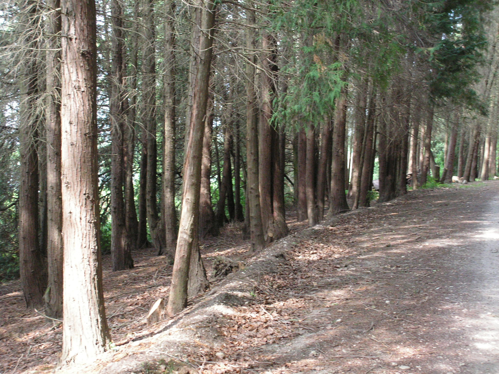 Felsőmarác, Himfai tó és parkerdő, SzG3