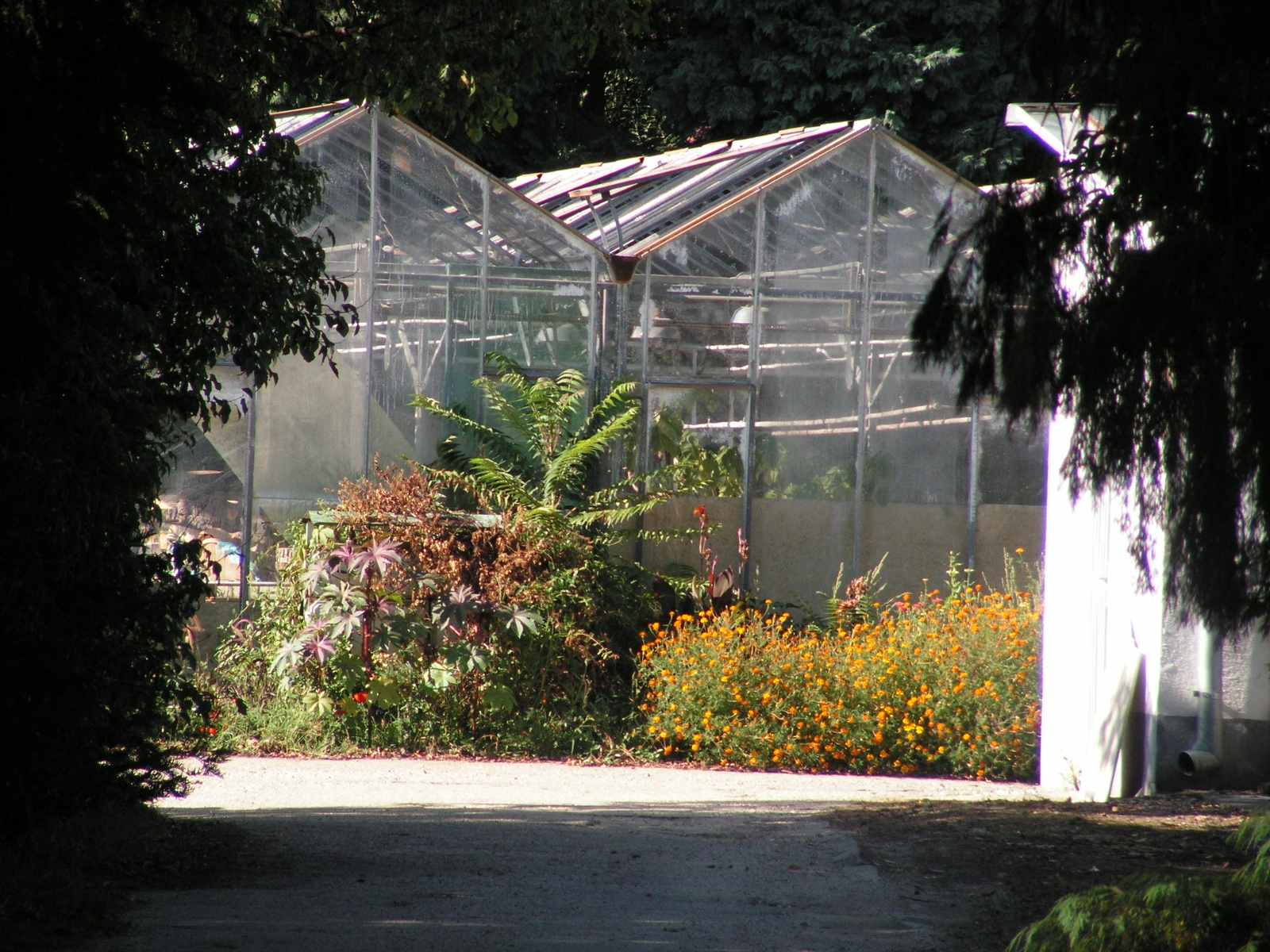 Magyarország, Sárvár, az arborétum, SzG3