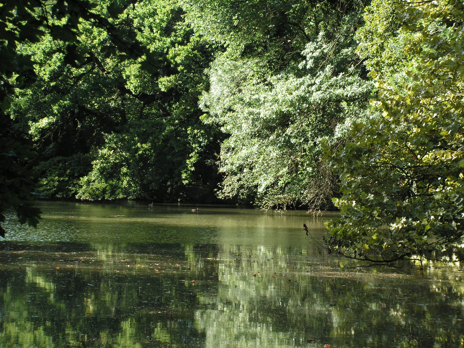 Magyarország, Sárvár, az arborétum, SzG3