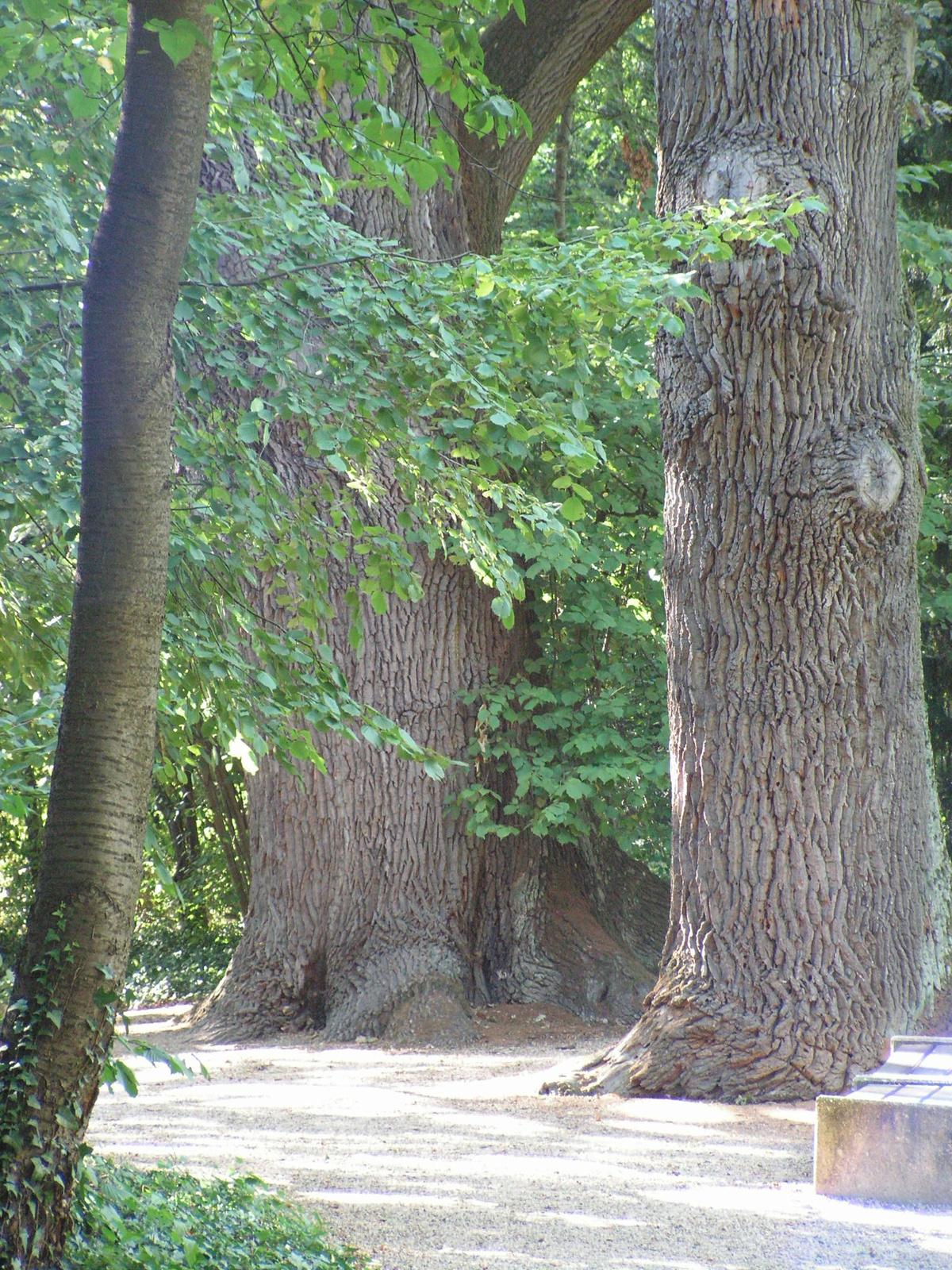 Magyarország, Sárvár, az arborétum, SzG3