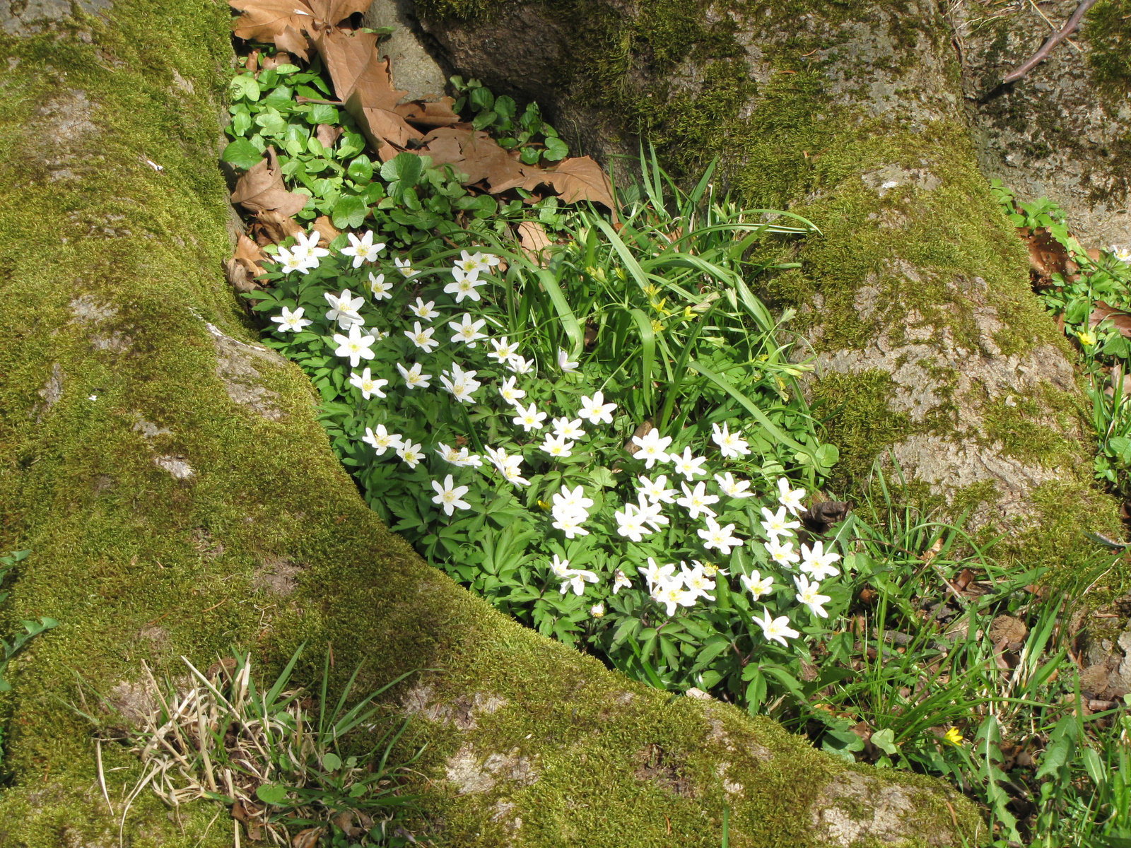 Kassel, Bergpark Wilhelmshöhe, SzG3