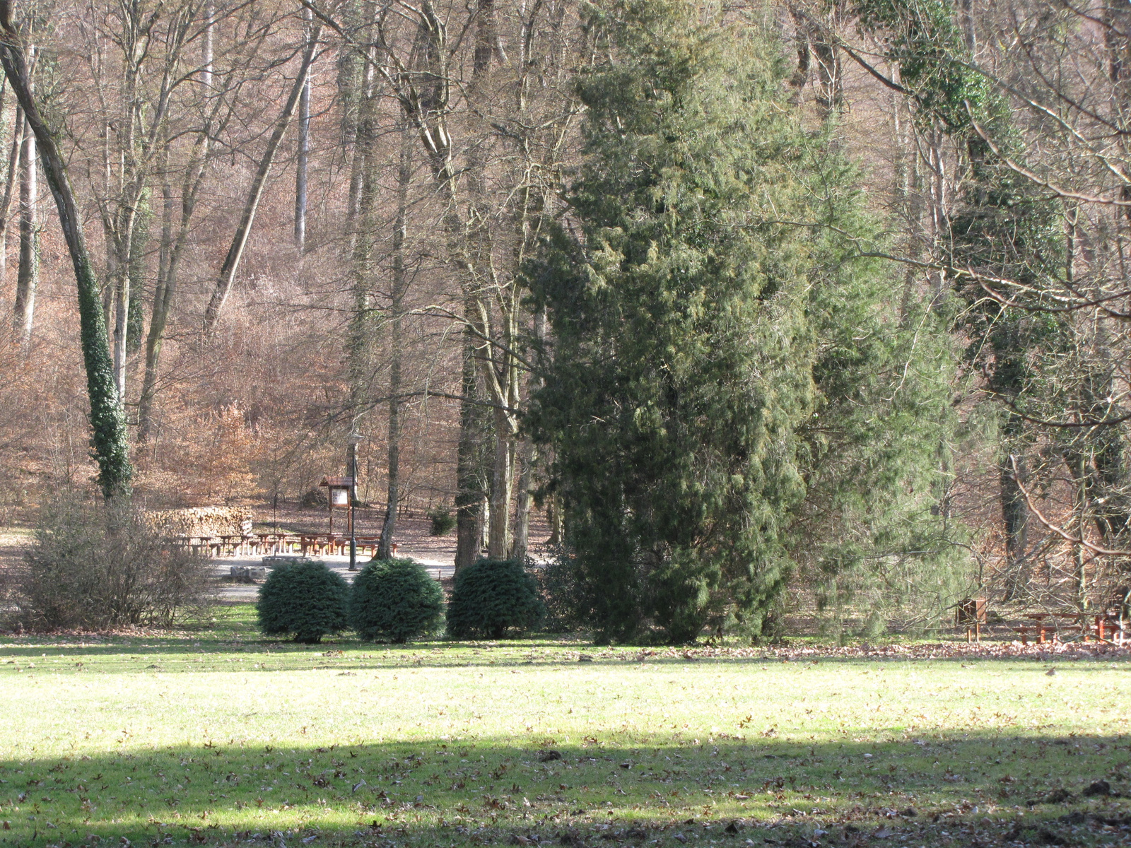 Zalaegerszeg, a csácsbozsoki Arborétum, SzG3