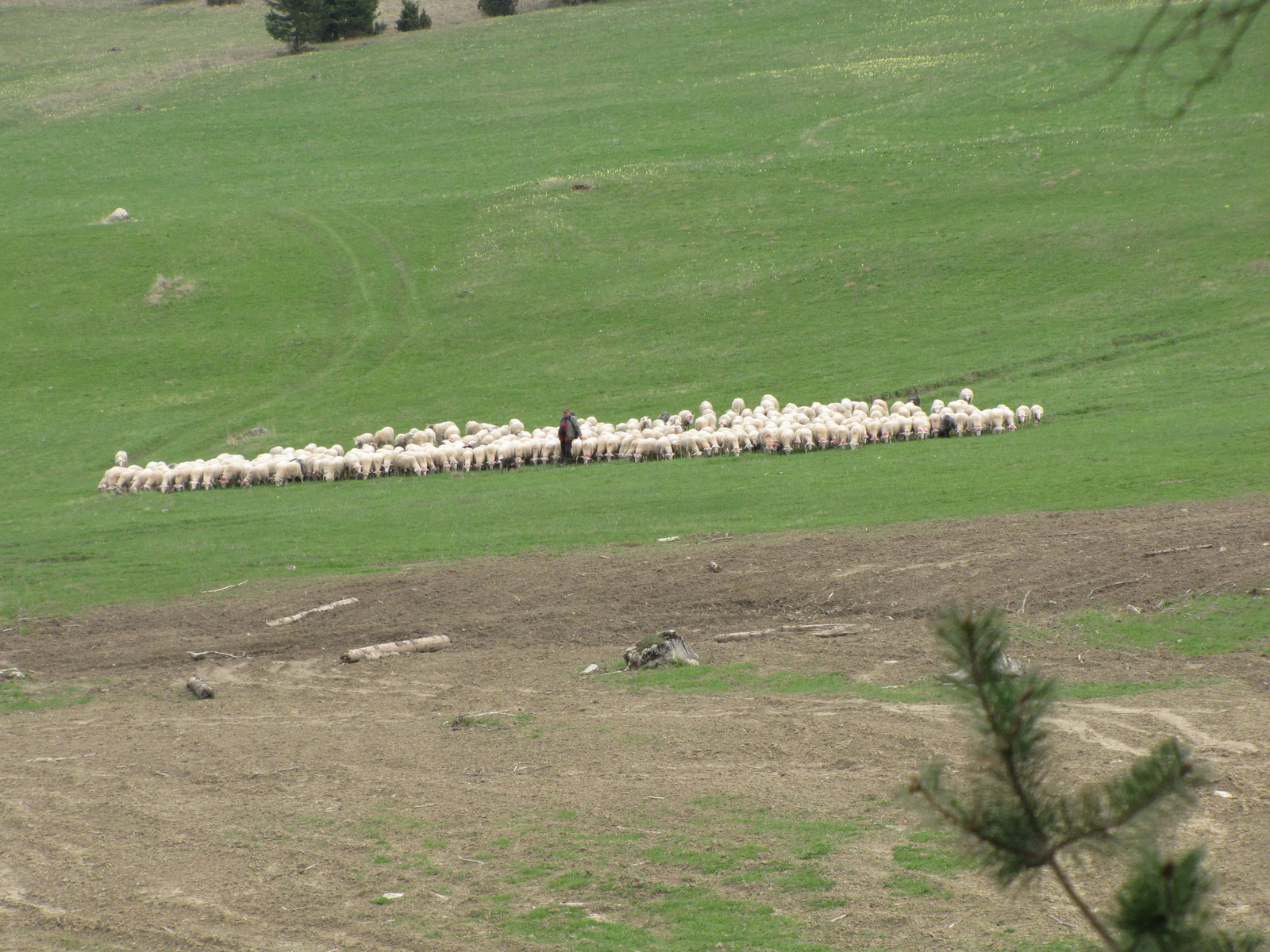 Szlovákia (Slovakia), Veľké Borové, Svorad, SzG3 SzG3