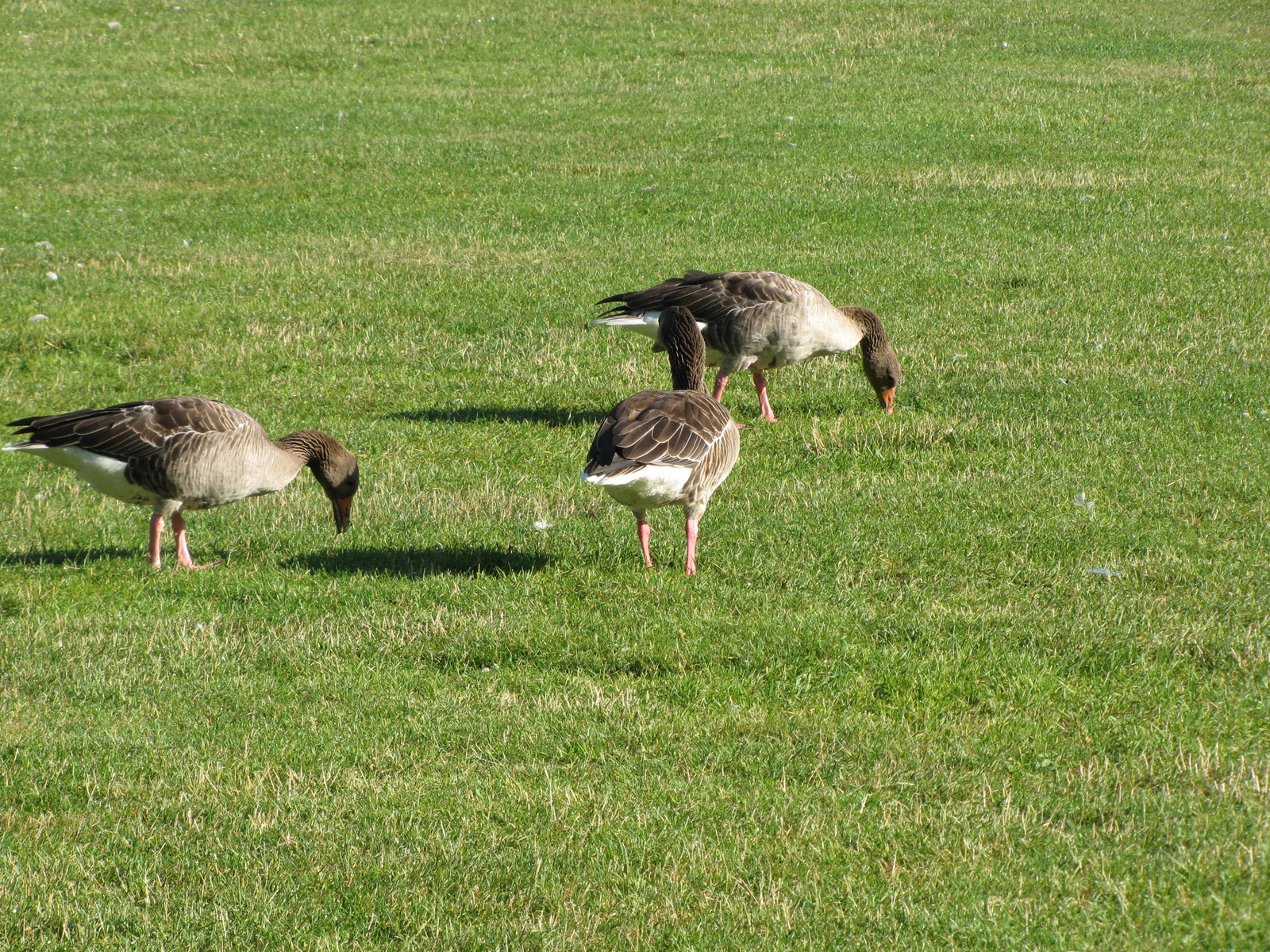 München, Westpark, SzG3