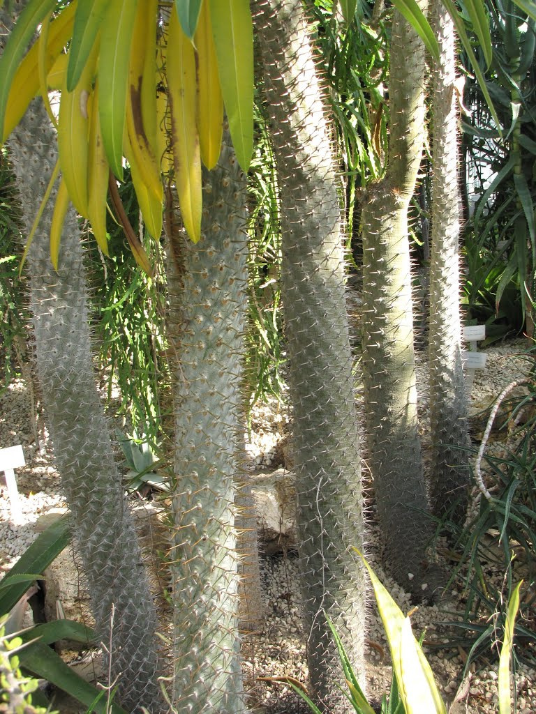 a Vácrátóti Arborétum ősszel, SzG3