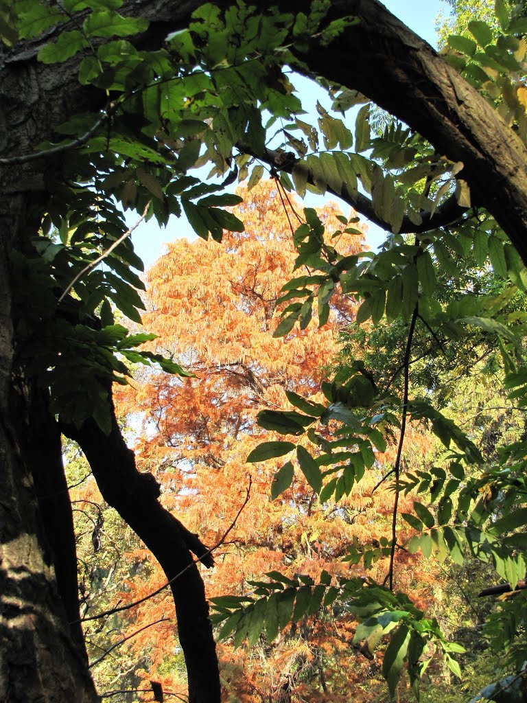 a Vácrátóti Arborétum ősszel, SzG3