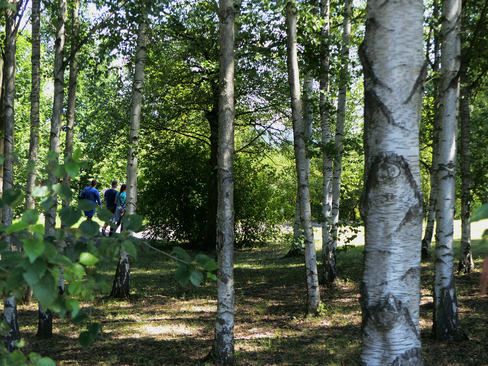 Zólyom, Borová Hora arborétum, SzG3