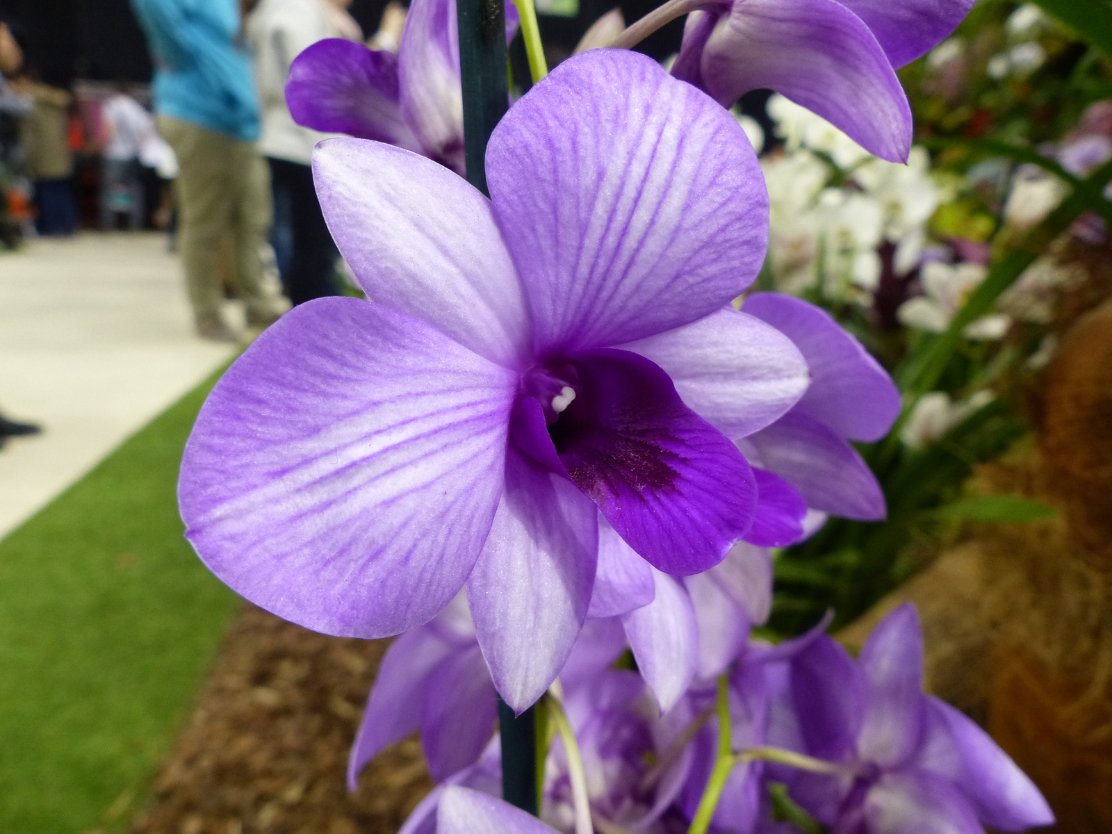 Budapest, Gardenexpo és Orchidea Ünnep 2018, SzG3